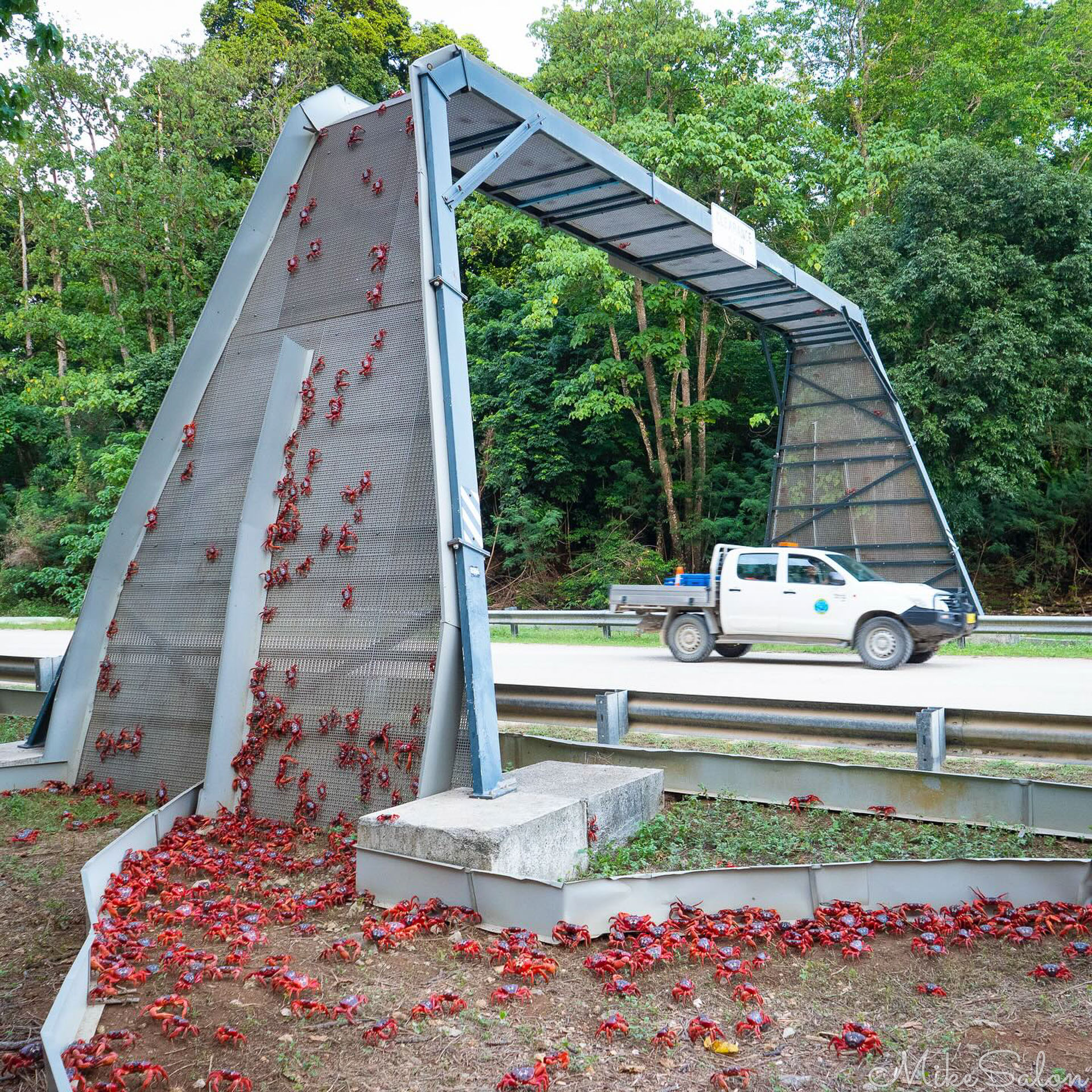Red Crabs climbing onto a purpose built road bridge. [10-10]